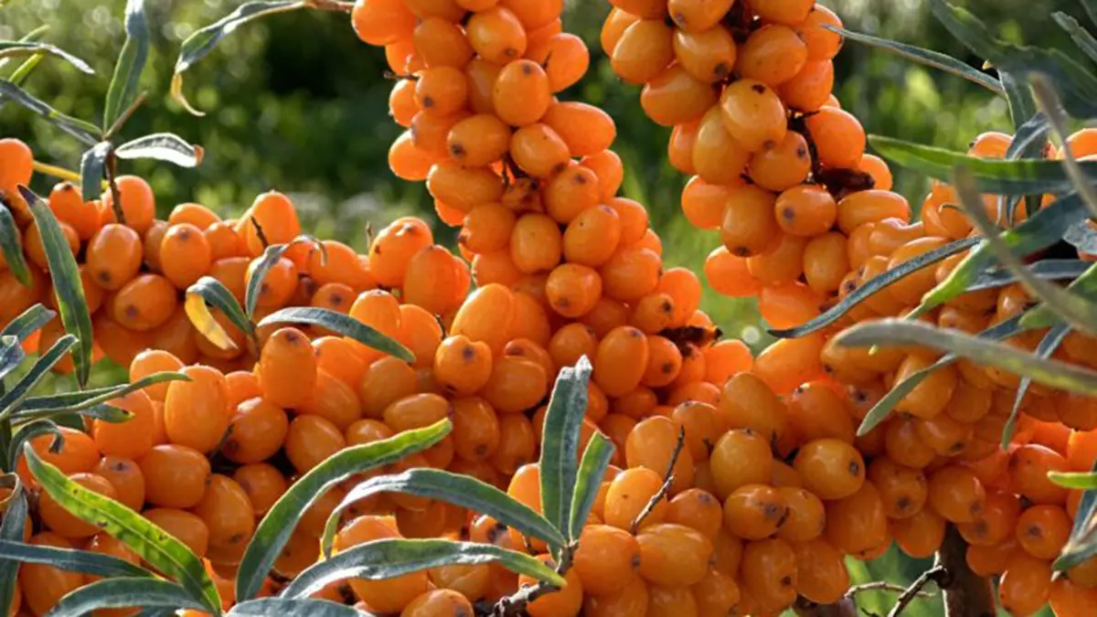Spiti Seabuckthorn: Himachal Pradesh Berry Gets GI Tag
