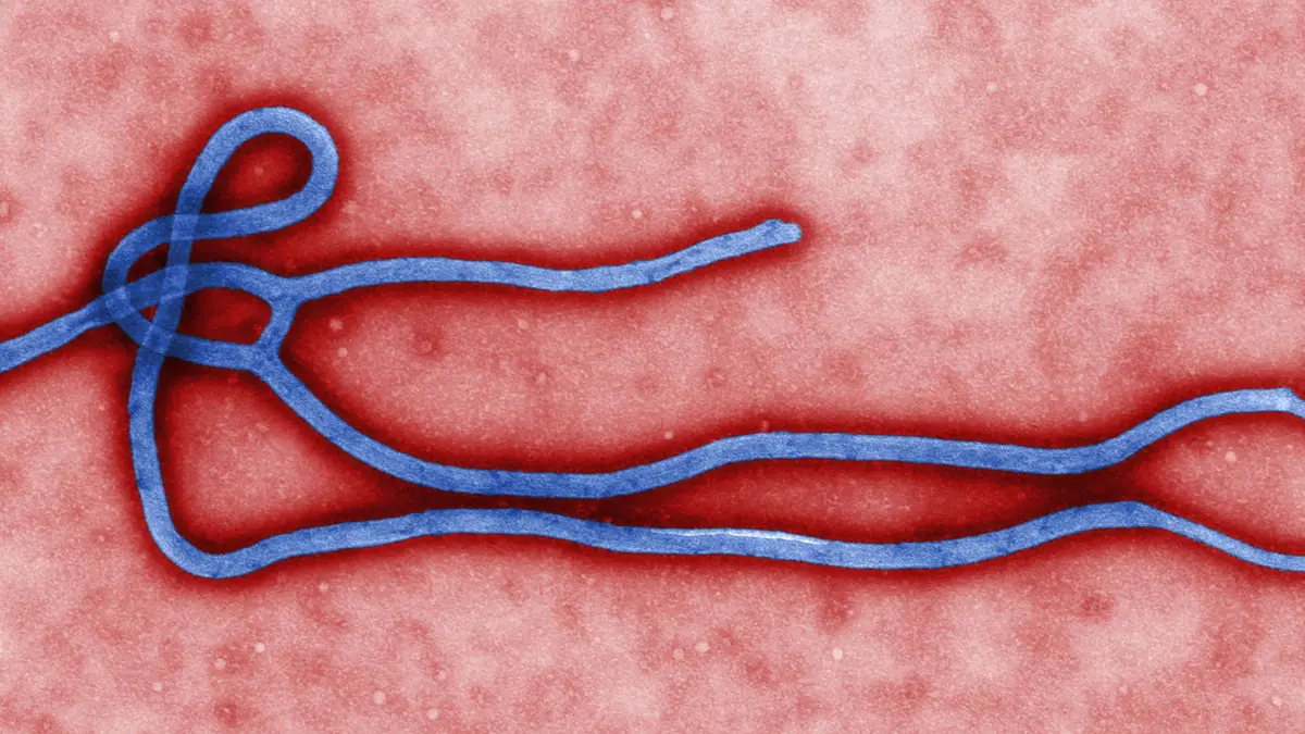 Ebola Outbreak Declared Over in the Democratic Republic of the Congo