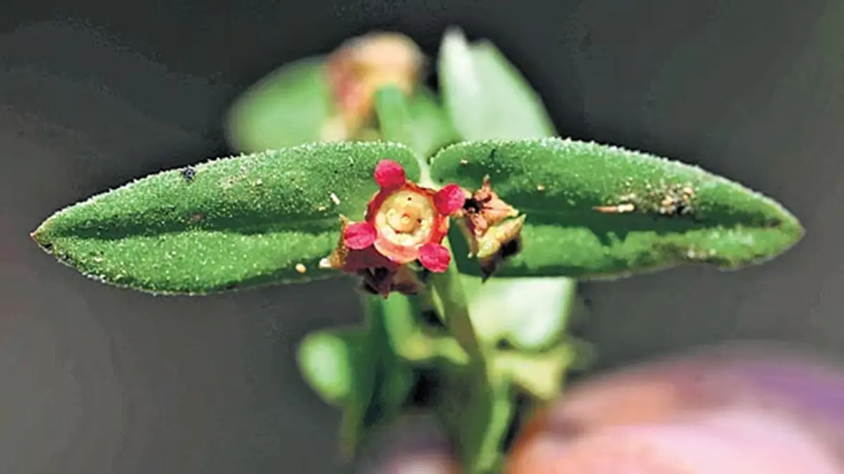 Ammannia telanganensis: New Telangana Plant & Wetland Value