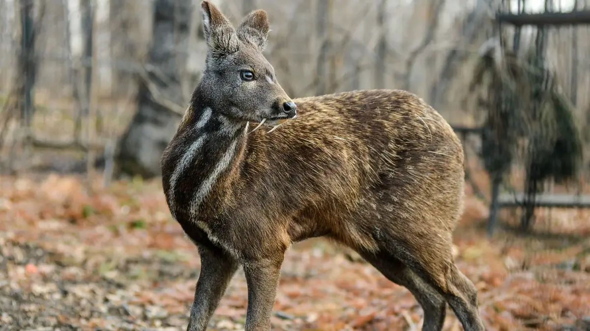 Musk Deer: Assam Police Seize Six Pods Weighing 158 Grams