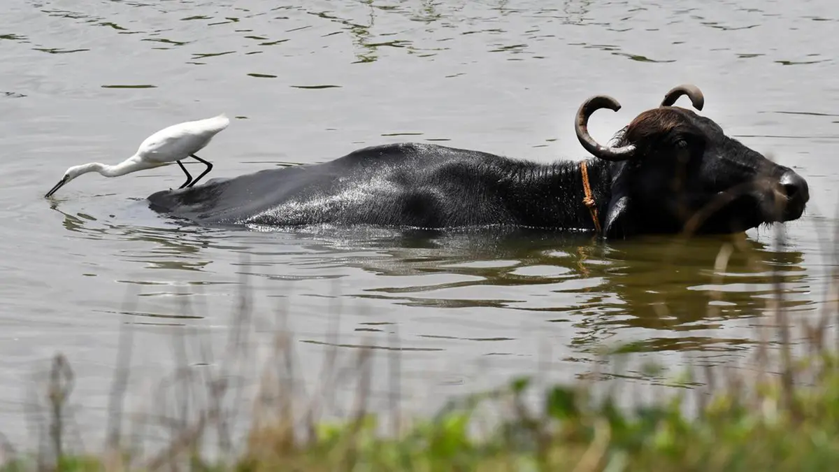 CRYODIL – Egg‑Yolk‑Free Semen Extender for Buffaloes