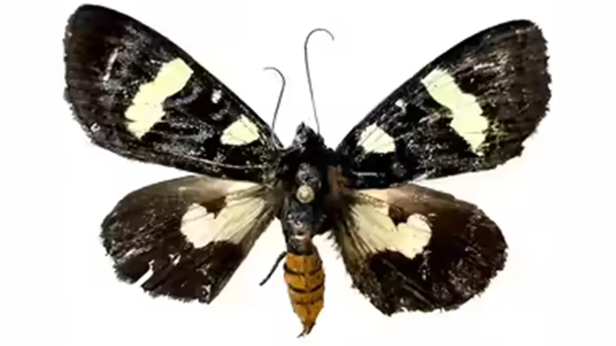 Mimeusemia kali – New Forester Moth