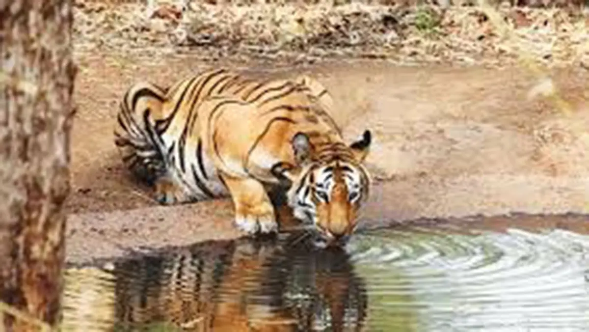 Sahyadri Tiger Reserve – A Boost to Western Maharashtra’s Tiger Population