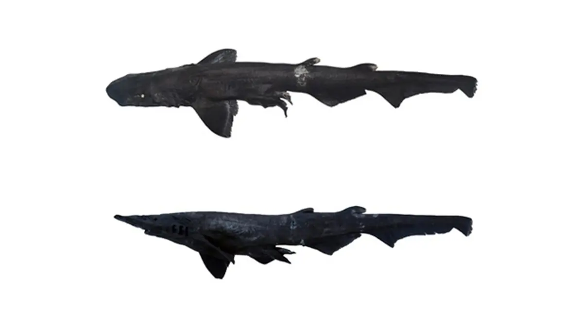 Apristurus drona – New Deep‑Sea Catshark Discovered in the Arabian Sea