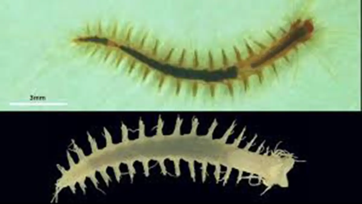 Paraleocrates indica – New Muddy Bristle Worm from the Bay of Bengal