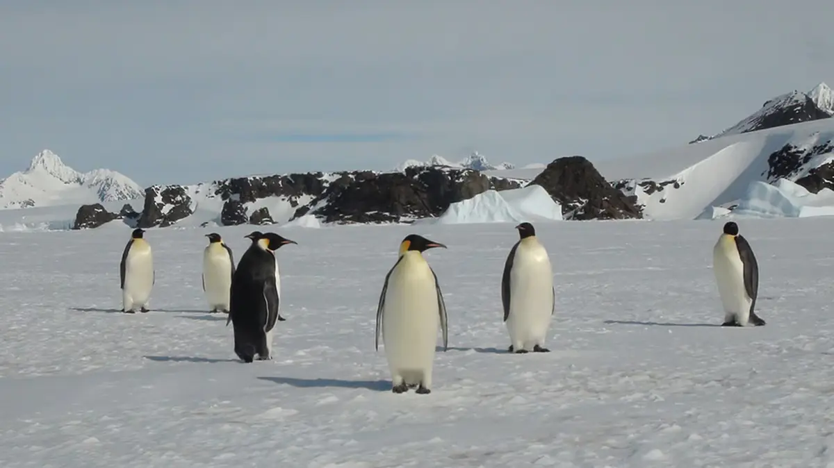 Emperor Penguin Uplisted to Endangered