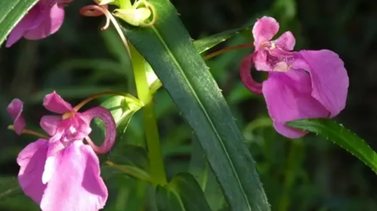 Five New Species of Balsam Found in the Western Ghats