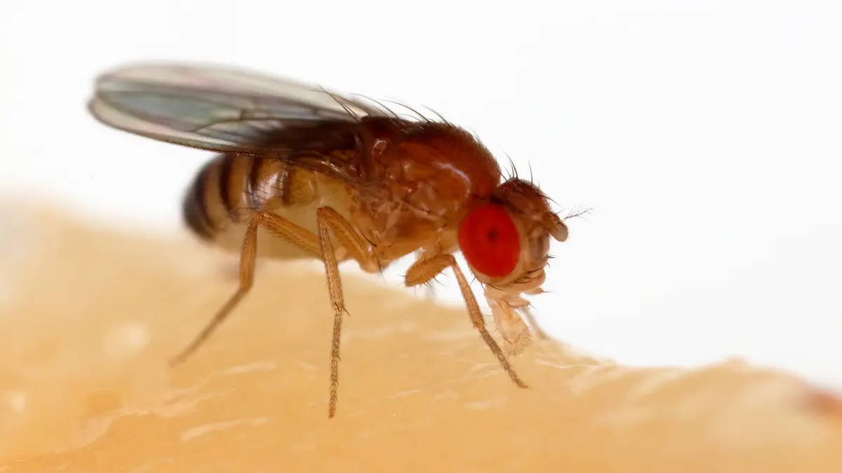 Drosophila melanogaster Study Reveals Role of Support Cells in Ageing