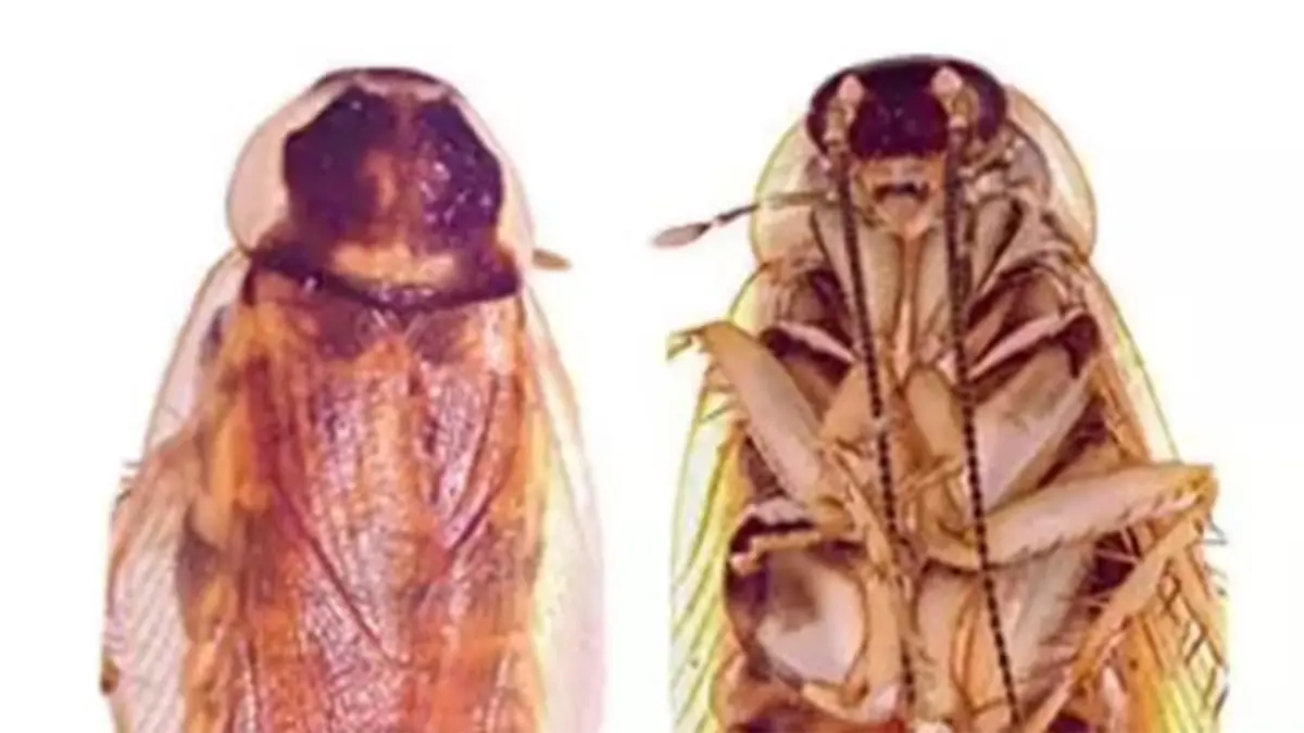 Neoloboptera peninsularis Newly Discovered Cockroach in the Deccan Peninsula