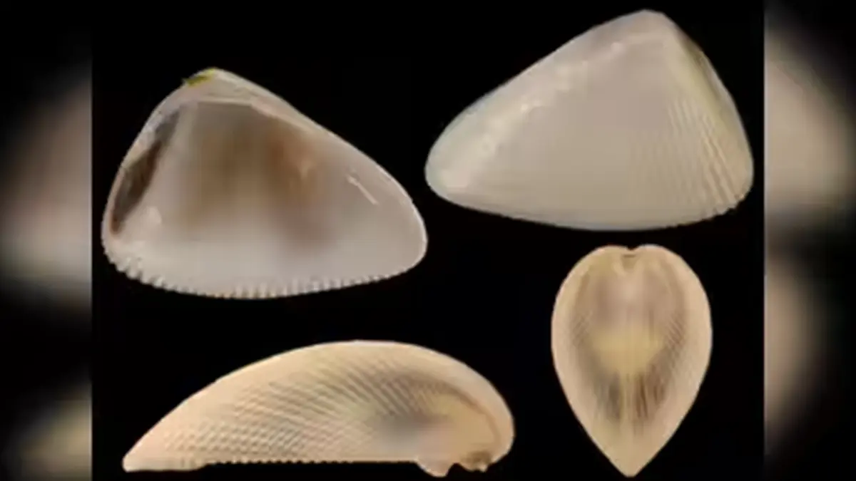Deltachion ravenshaw: New Clam Species from Odisha's Devi Estuary