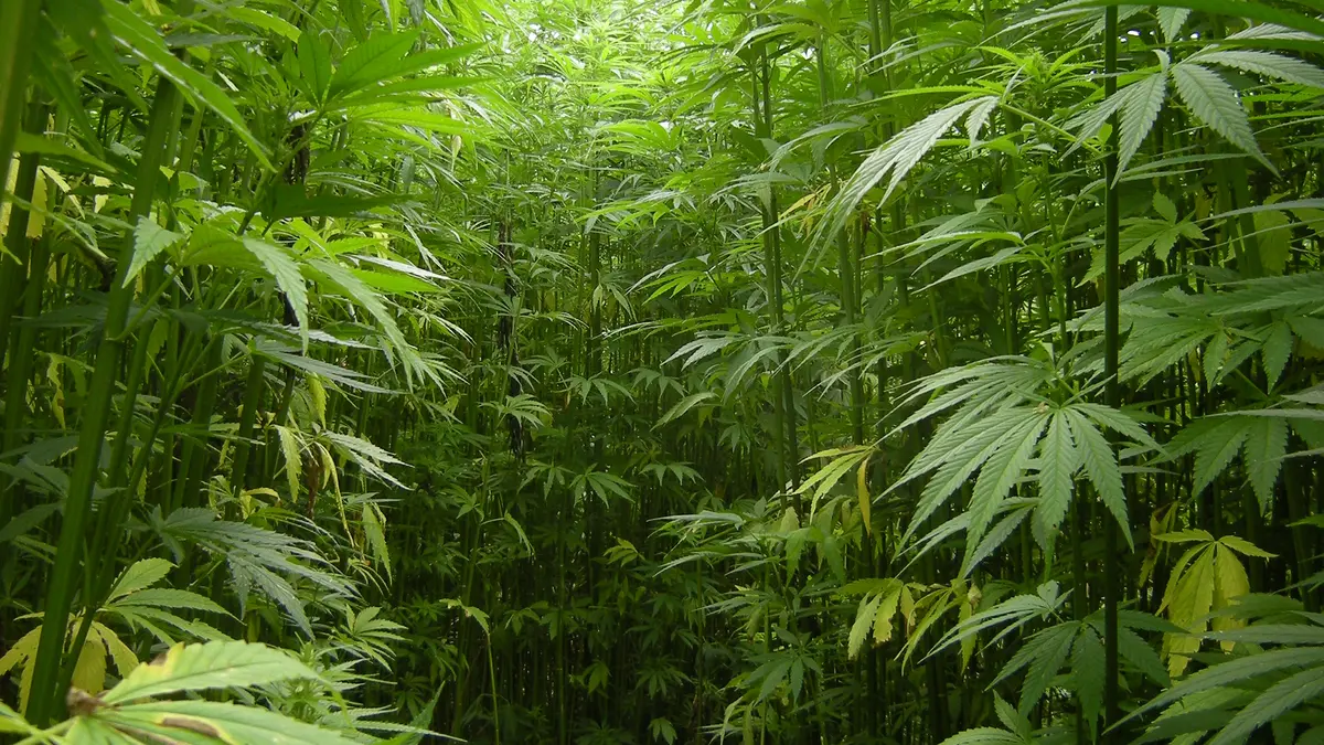 Industrial Hemp – Himachal Pradesh’s New Bio‑Economy Crop