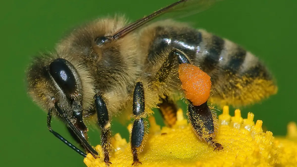 Apis mellifera – Western Honey Bee