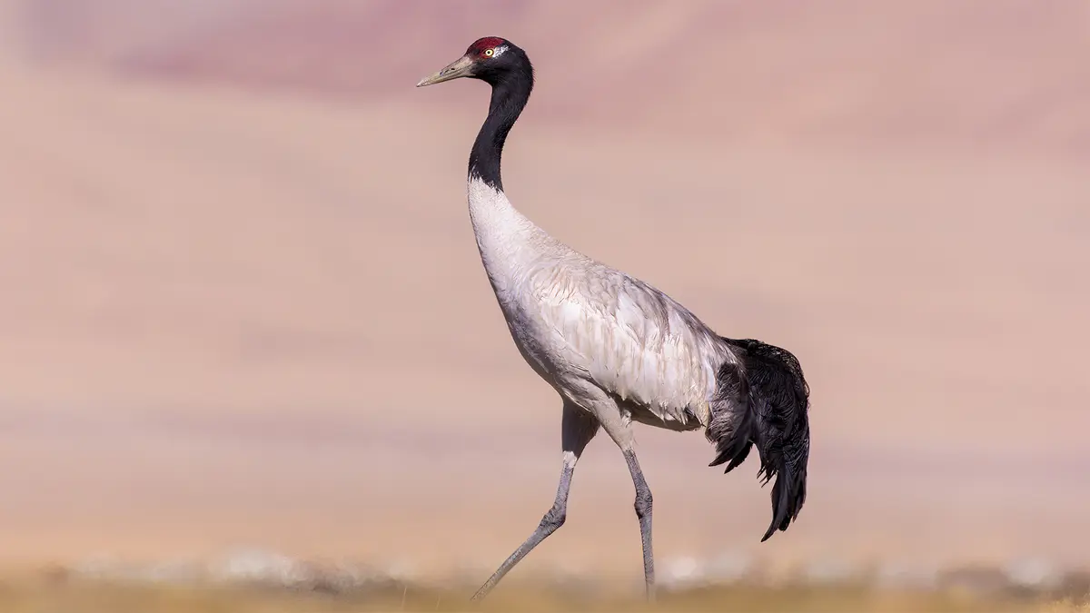 Conservation of the Black‑Necked Crane