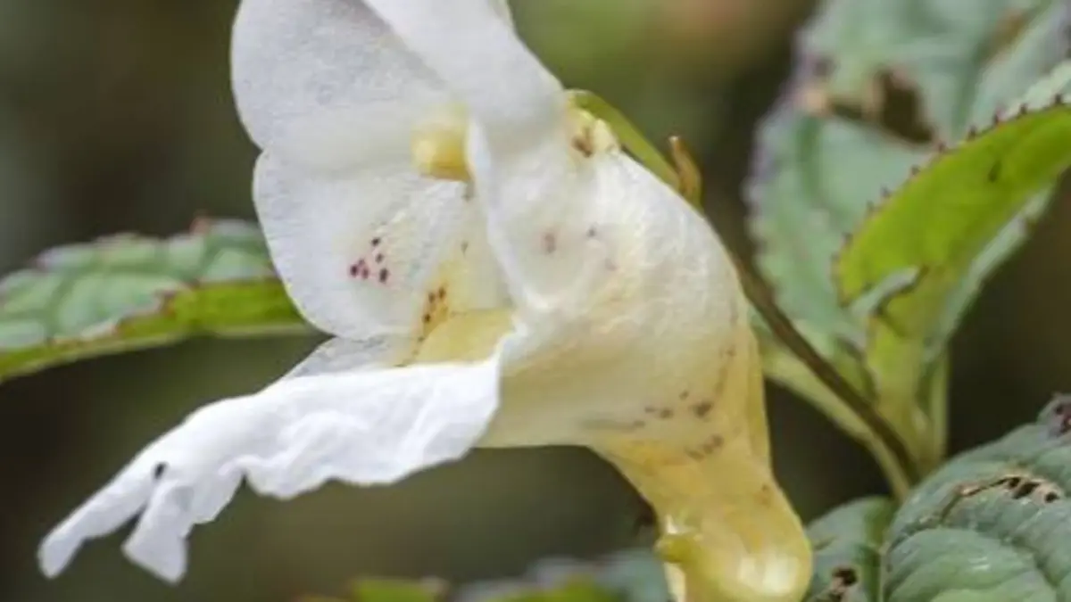Impatiens nimspurjae, a Balsam Named for Nirmal Purja
