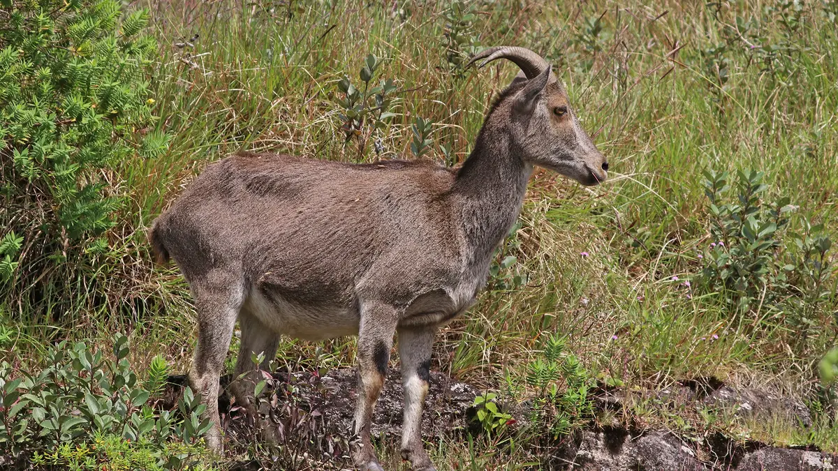 Nilgiri Tahr and the Third Synchronised Survey