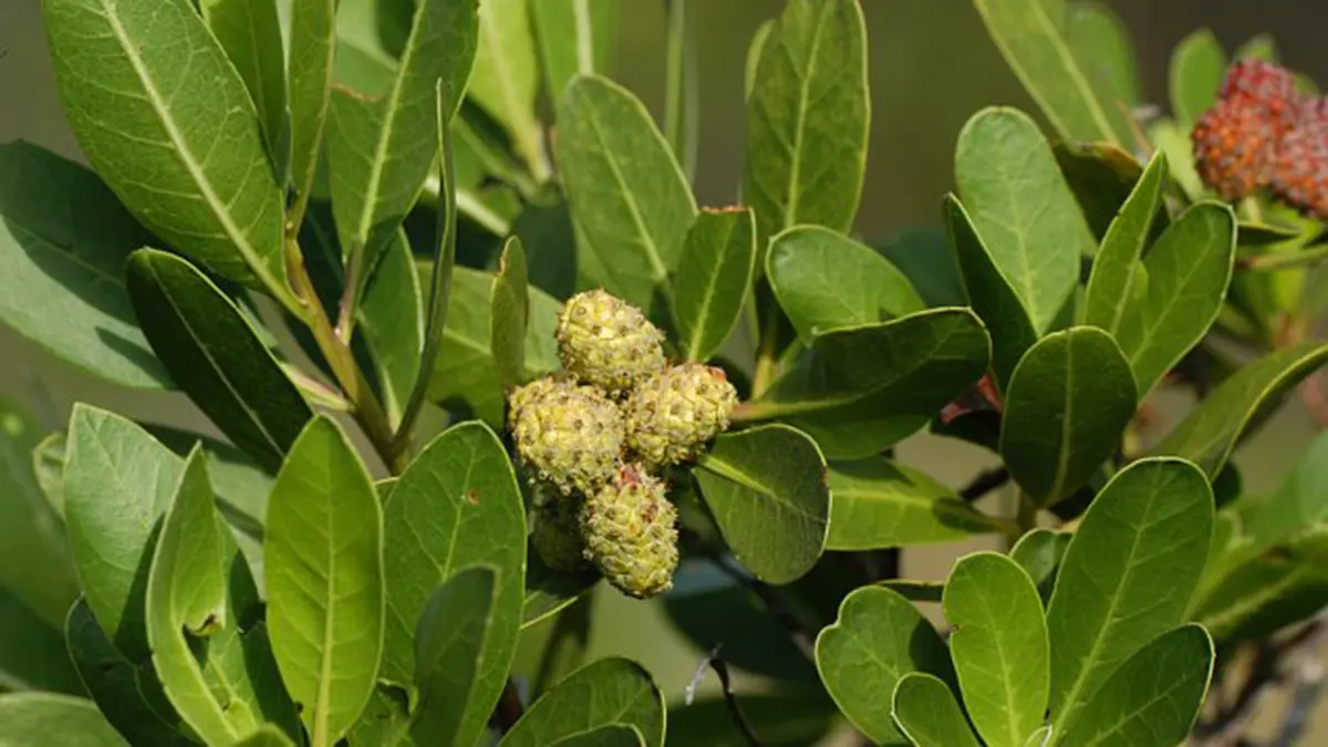 Conocarpus Tree: Invasive Species & Environmental Impact