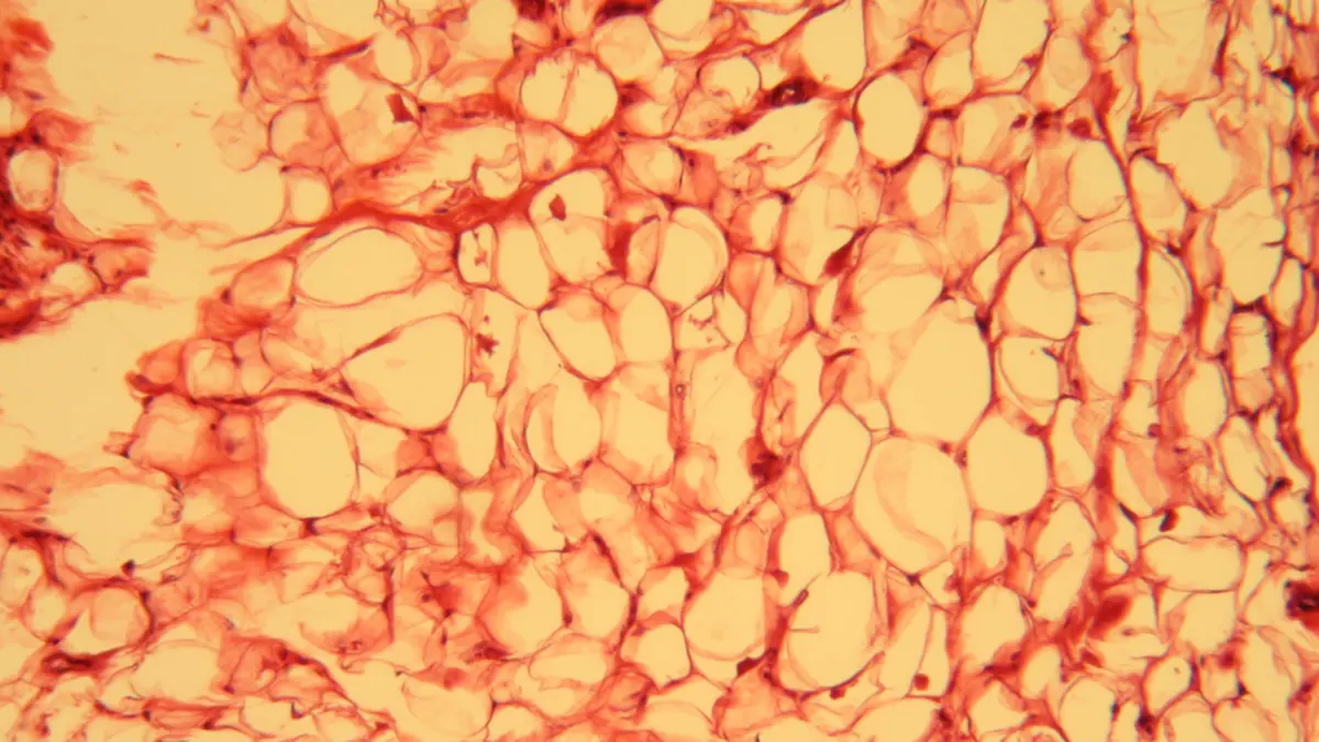 Adipose Tissue – Types and Functions