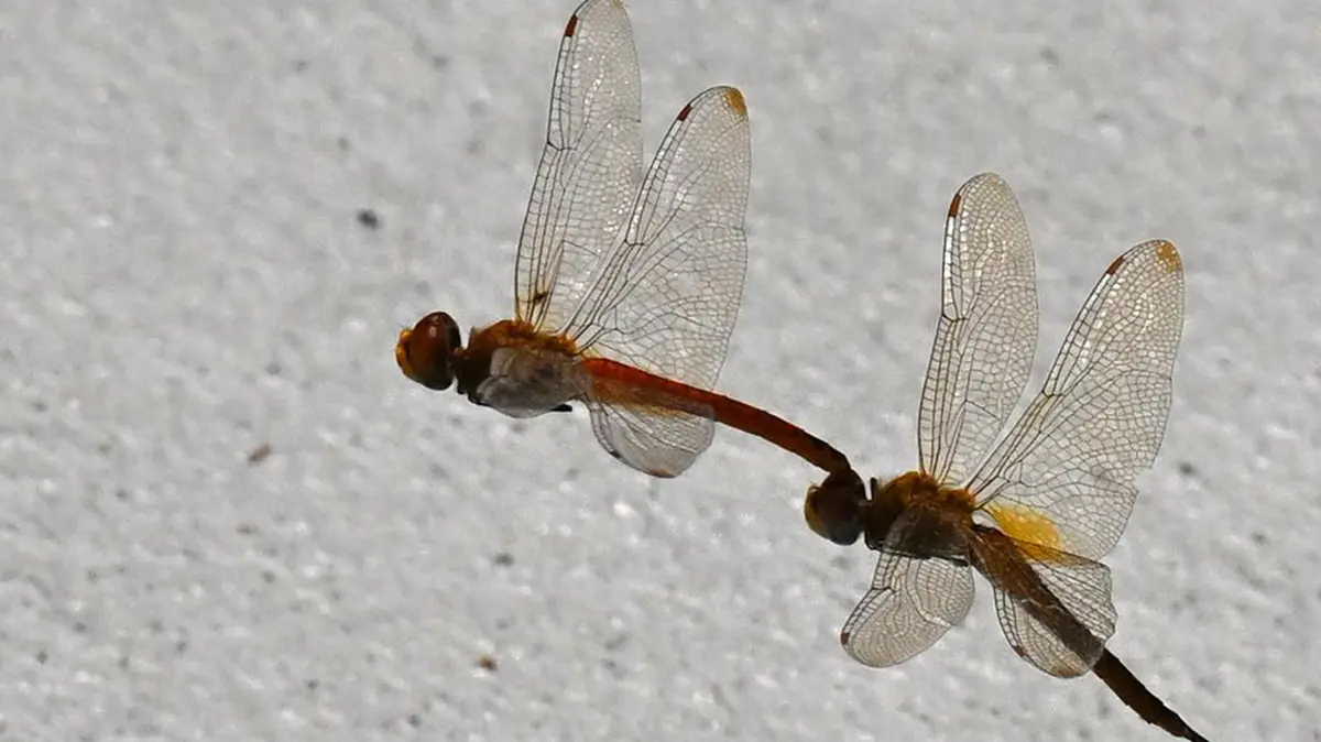 Odonata Survey Finds Decline in Western Ghats