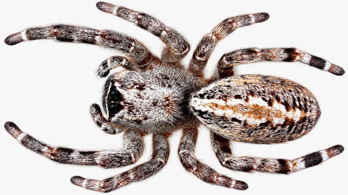 Stegodyphus sarasinorum: Venom Gland Chemistry Mapped