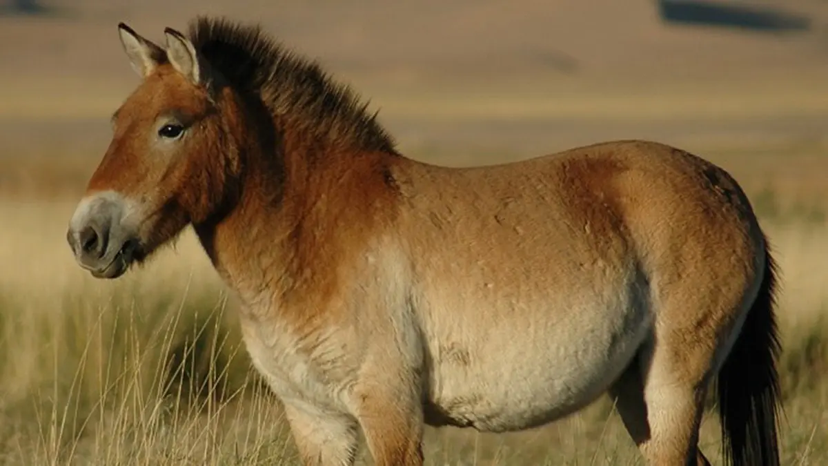 Przewalski's Horse: Two Foals Born at Kazakhstan's Altyn Dala