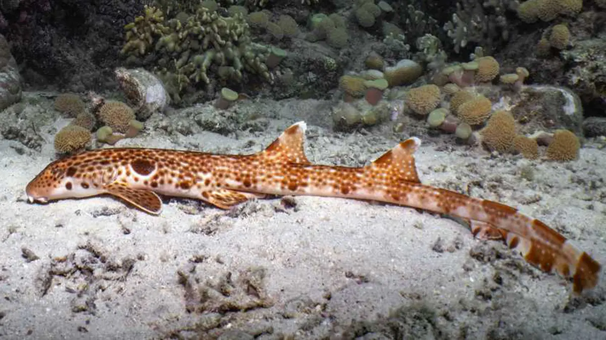 Discovery of a New Walking Shark Species
