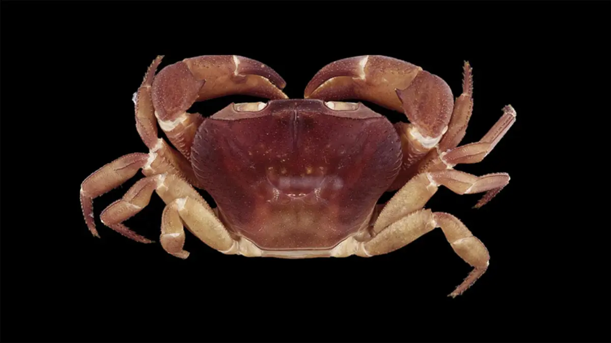 Vela carli: A Freshwater Crab with Dual Sex Characteristics