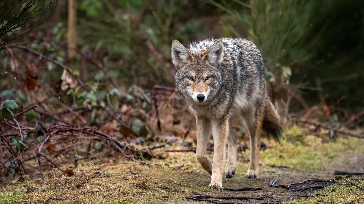 Indian Wolf receives separate IUCN assessment