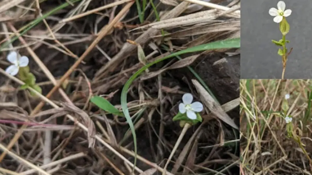 Canscora agni: New Plant Species Discovered in Pune Savannas