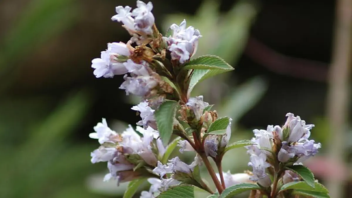 Neelakurinji: Conservation Plans, NGT & Vulnerable Status