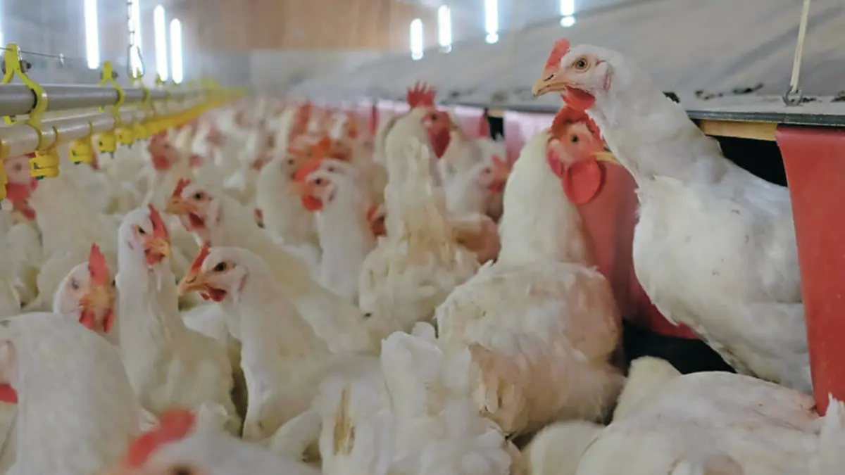 Newcastle Disease Outbreak in Europe