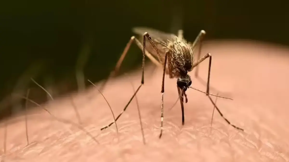 First local chikungunya case in the United States after six years