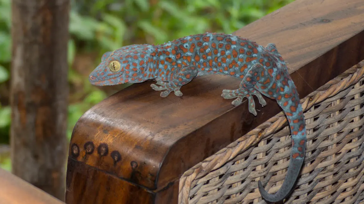 Tokay Gecko: DRI Seizes 86 Live Lizards at Mariani in Assam