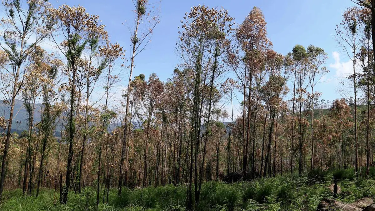 Indian Laburnum (Amaltas): Changing Flowering Patterns