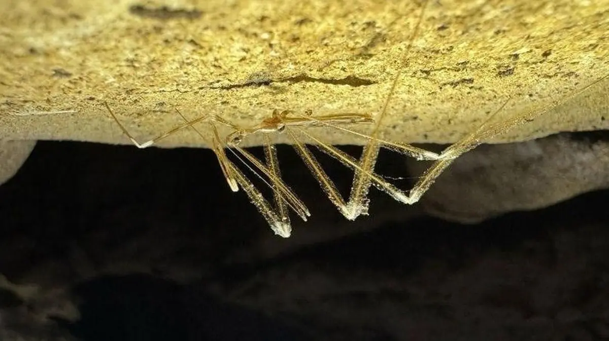 Myiophanes kempi – Rare Thread‑Legged Assassin Bug Rediscovered