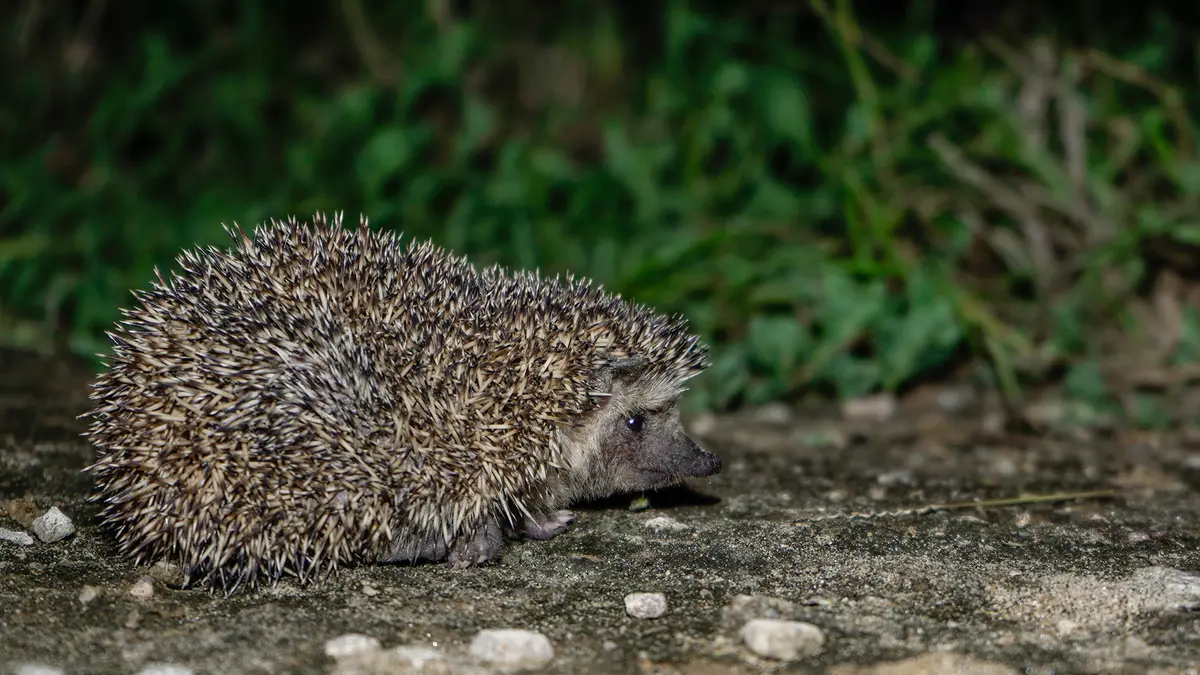 Madras Hedgehog – Conserving a Bare‑Bellied Mammal