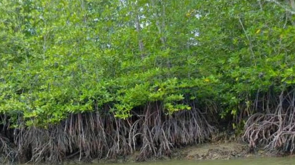 Mangroves and the Versova–Bhayandar coastal road case