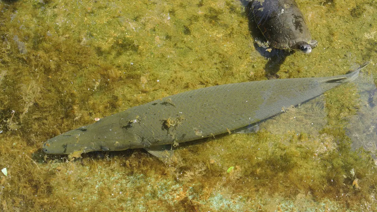 Cuban Gar Conservation Efforts