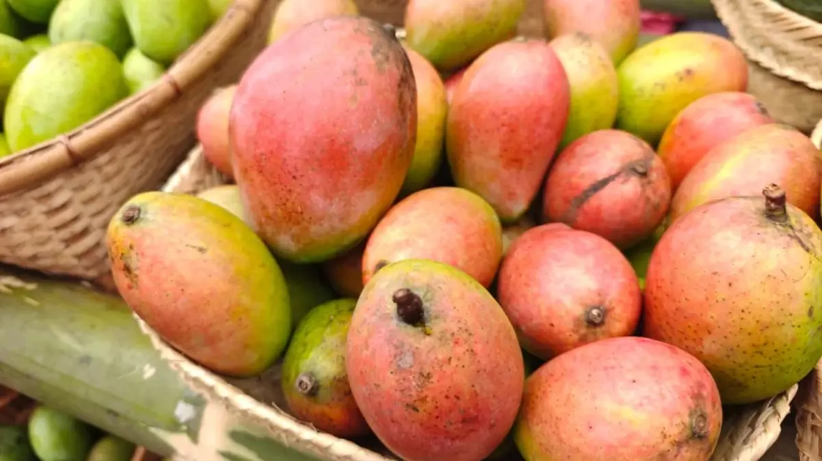 Rewa Sundarja Mango Export to the UAE