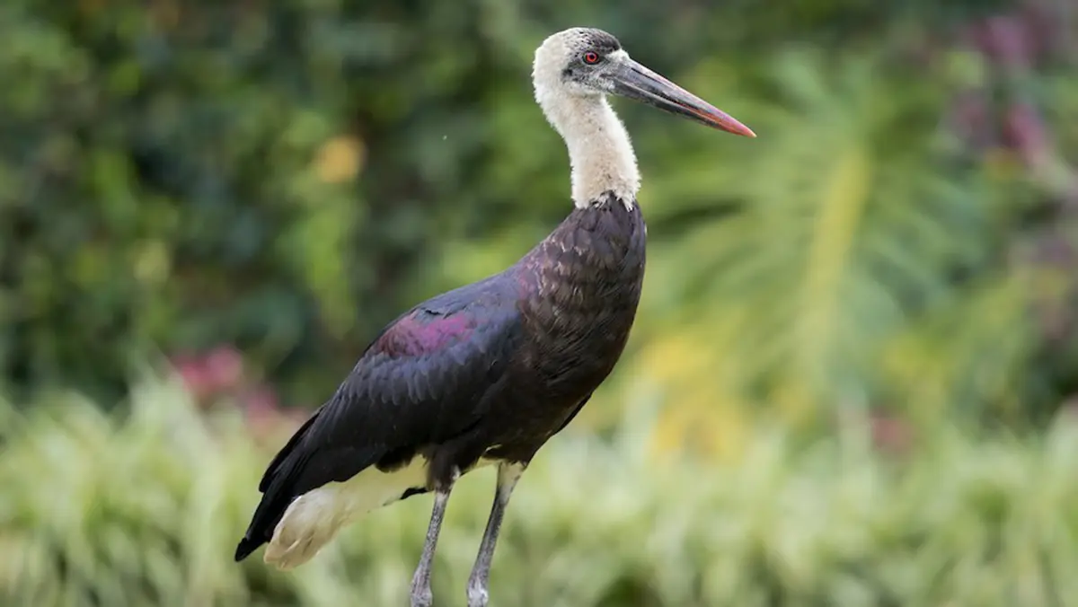 Woolly‑Necked Stork