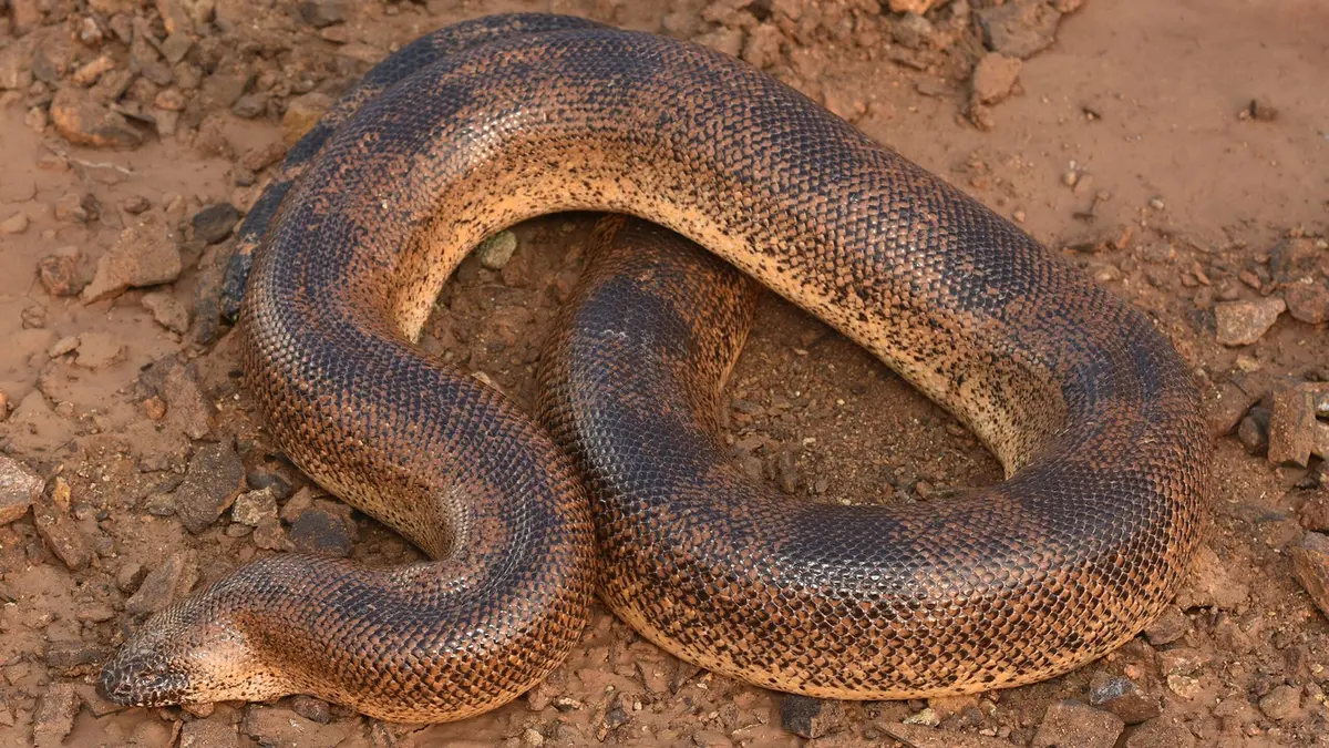 First Indian Record of the Sistan Sand Boa