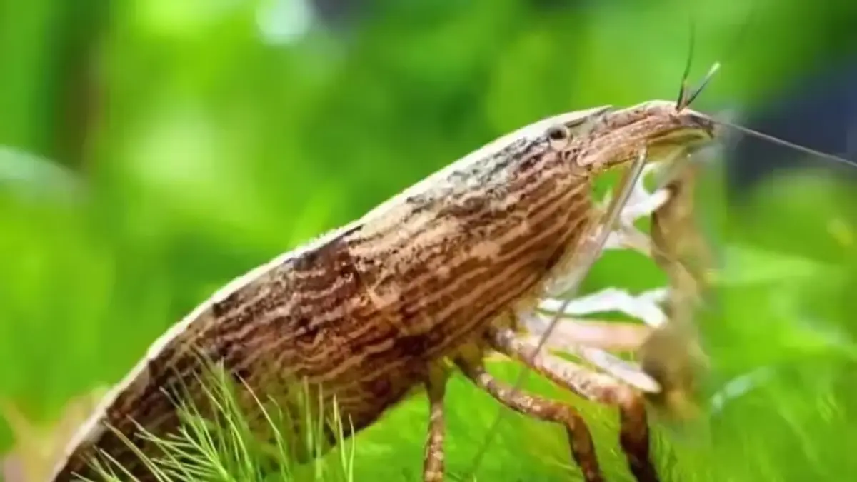 Bamboo Shrimp rediscovered in India after seven decades