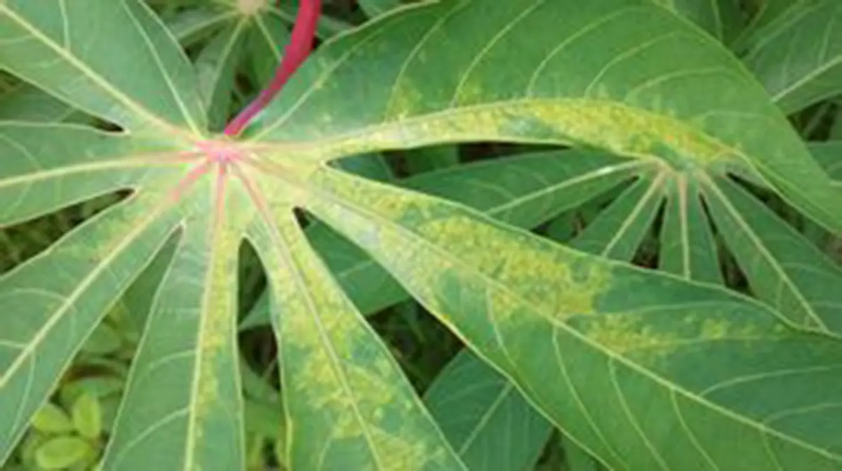 Cassava Brown Streak Disease