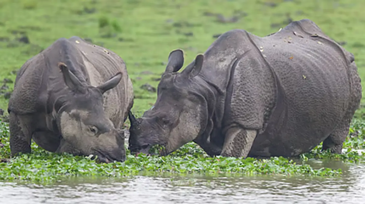 Greater One-Horned Rhinoceros and Genetic Indexing