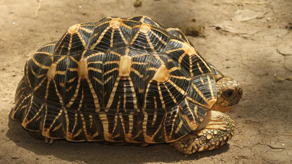 Project STRIPES Moves 216 Star Tortoises to Tadoba