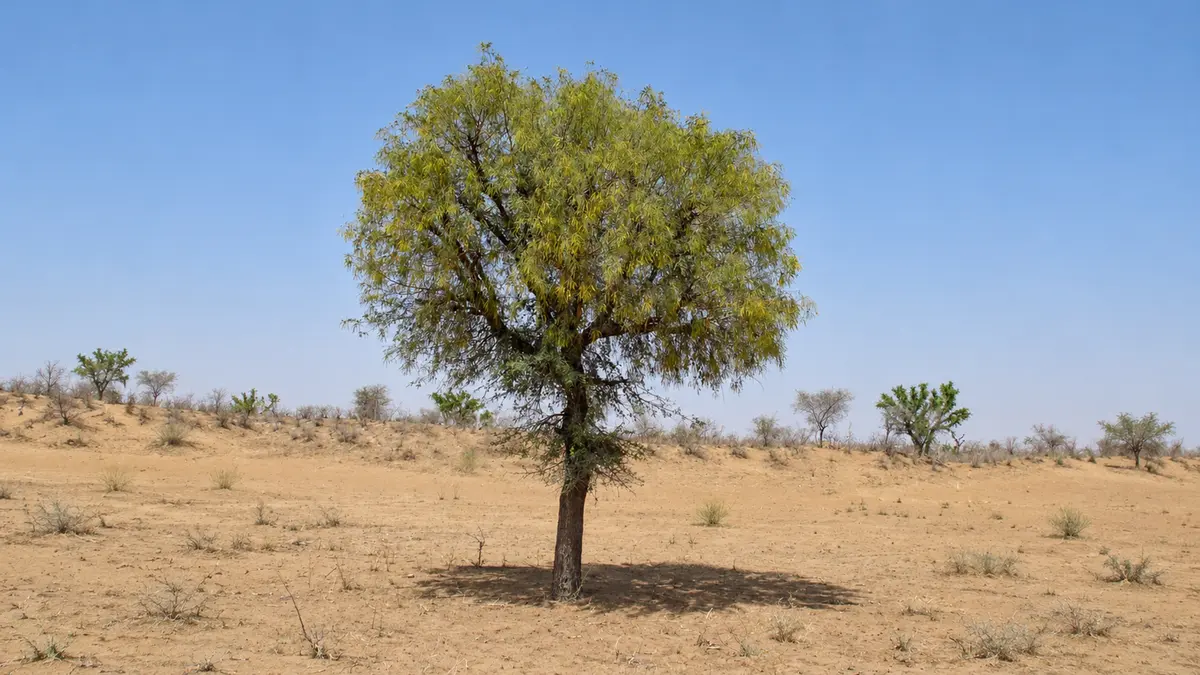 Khejri Tree: Remembering the 1730 Khejarli Sacrifice