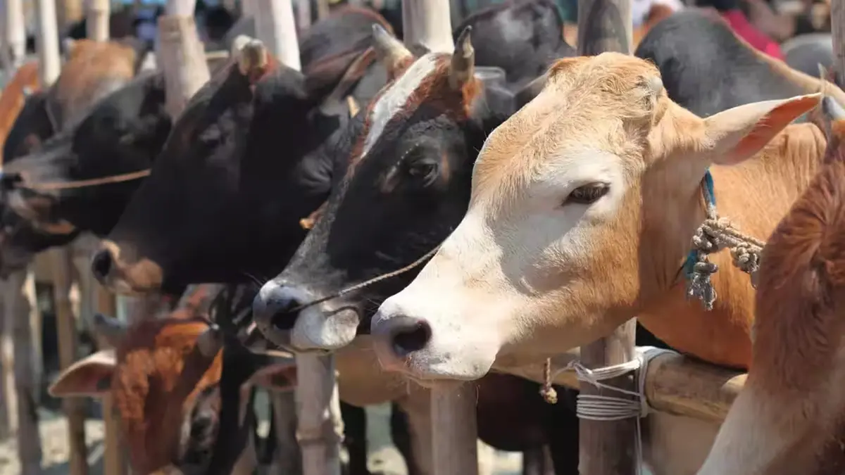 Animal Disease Programme Logs 132.49 Crore FMD Vaccine Doses