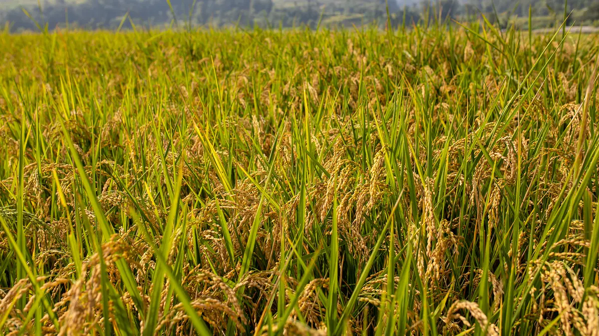 Rice Crop – India Surpasses China in Production