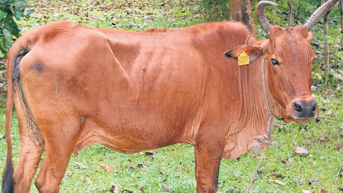 Periyar Cattle Registered as a Distinct Indigenous Breed