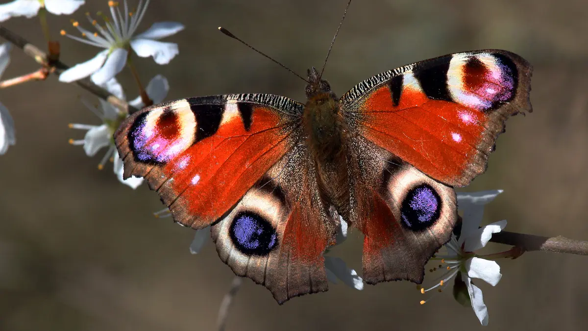 Lepidoptera Catalogue: India's Butterfly and Moth Count Updated