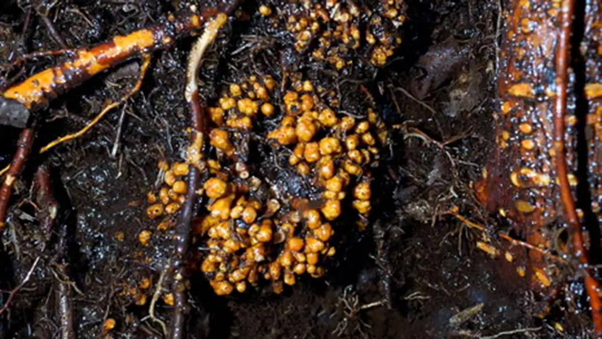 Mapping subterranean fungi networks and their role in climate